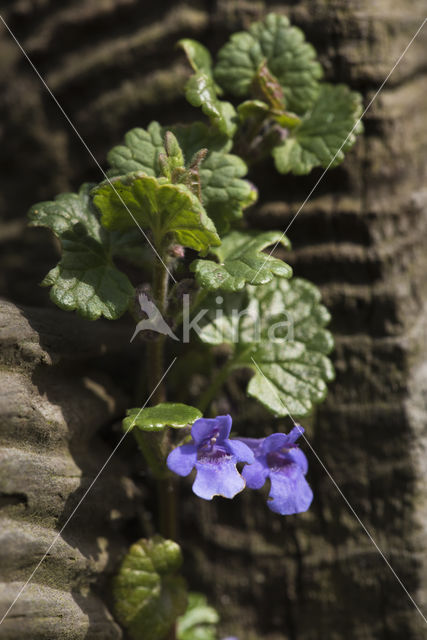 Hondsdraf (Glechoma hederacea)