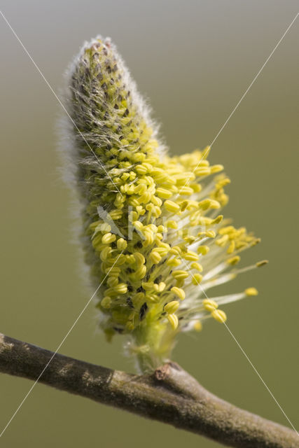 Willow (Salix)