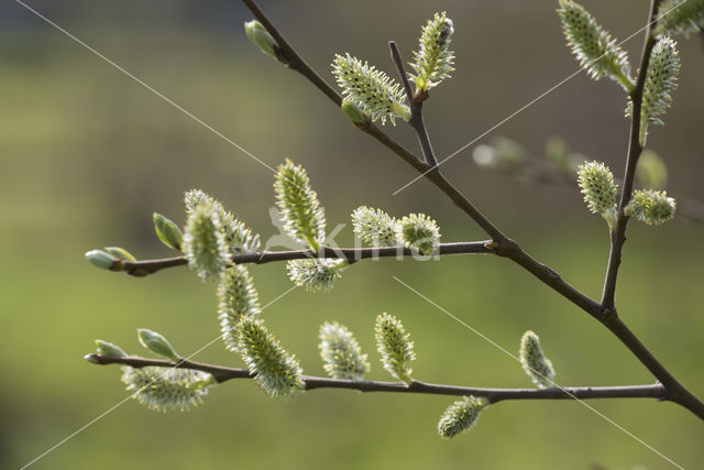 Wilg (Salix)