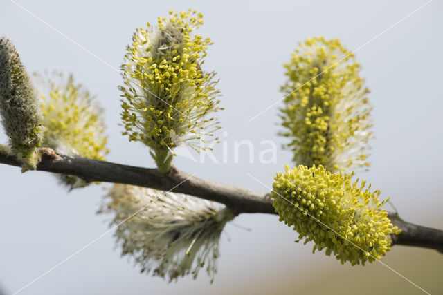 Willow (Salix)