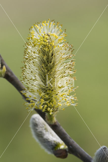 Willow (Salix)