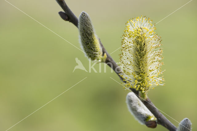 Willow (Salix)