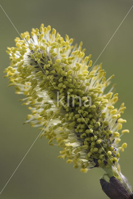 Willow (Salix)