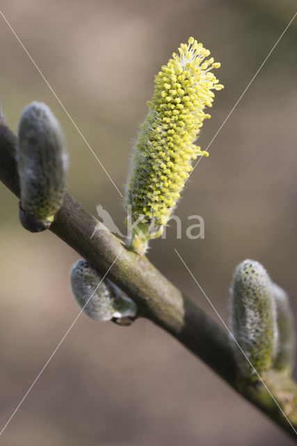 Willow (Salix)