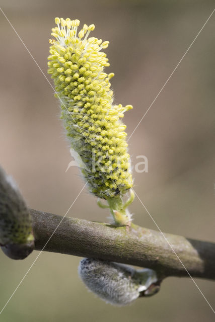 Willow (Salix)