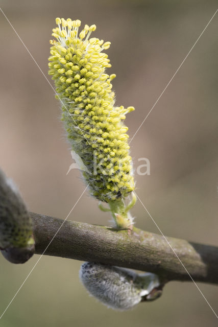 Willow (Salix)