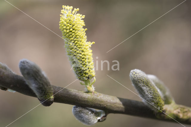 Willow (Salix)