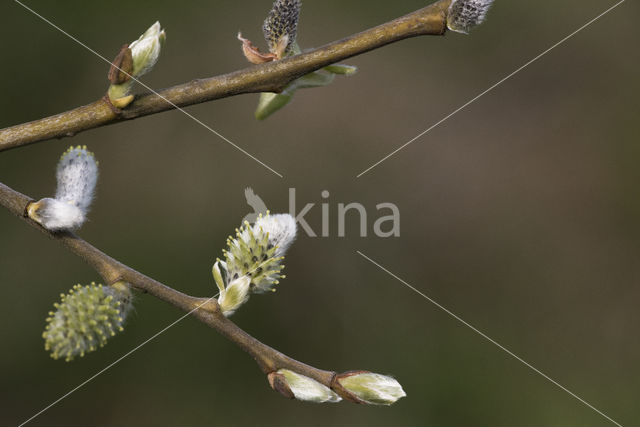 Willow (Salix)