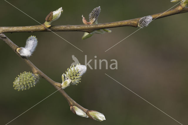 Willow (Salix)