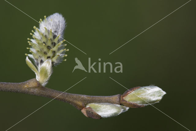 Wilg (Salix)