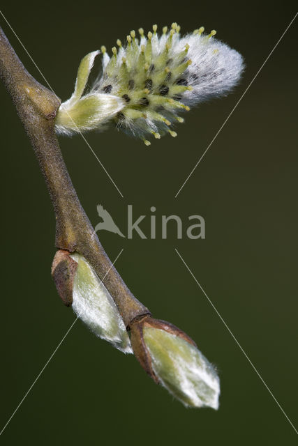 Willow (Salix)