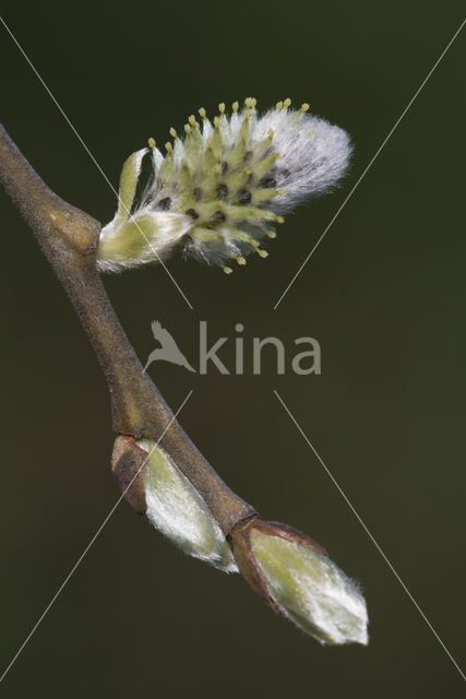 Willow (Salix)