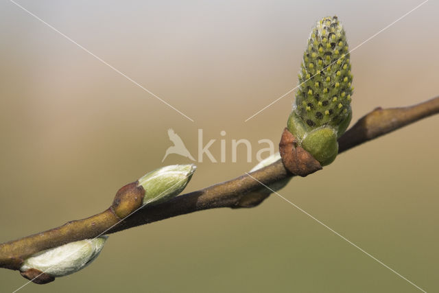 Willow (Salix)