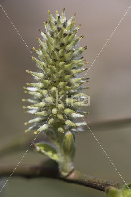 Willow (Salix)