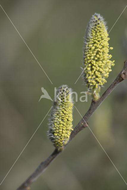 Wilg (Salix)