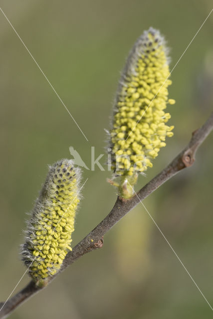 Willow (Salix)