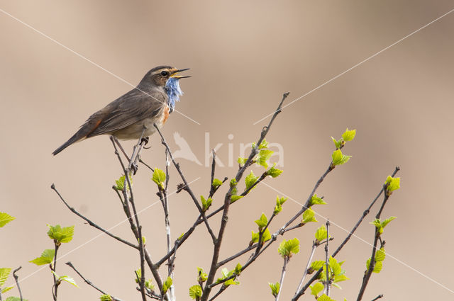 Blauwborst (Luscinia svecica)