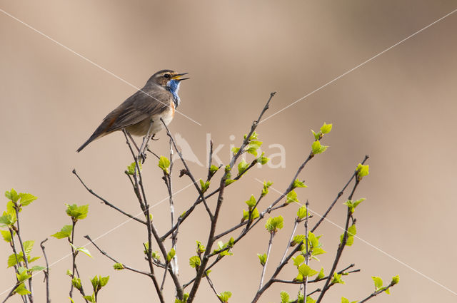 Bluethroat (Luscinia svecica)