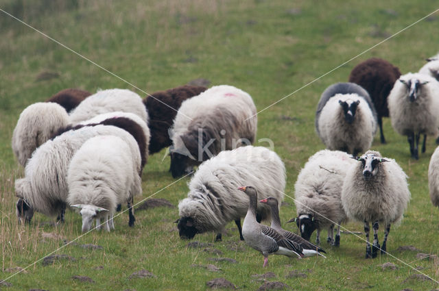 Schoonebeeker schaap (Ovis domesticus)