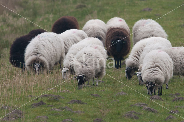 Schoonebeeker schaap (Ovis domesticus)