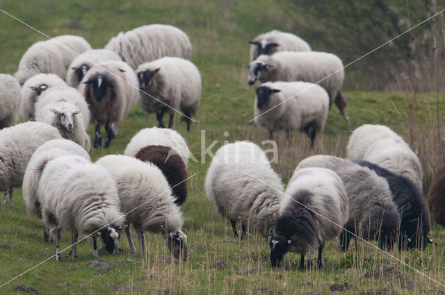 Schoonebeeker schaap (Ovis domesticus)