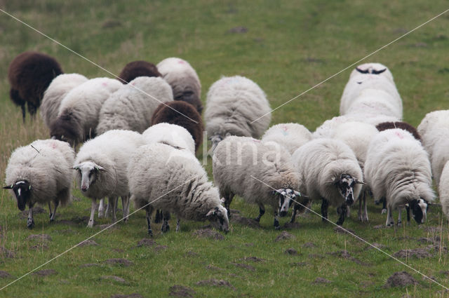 Schoonebeeker schaap (Ovis domesticus)