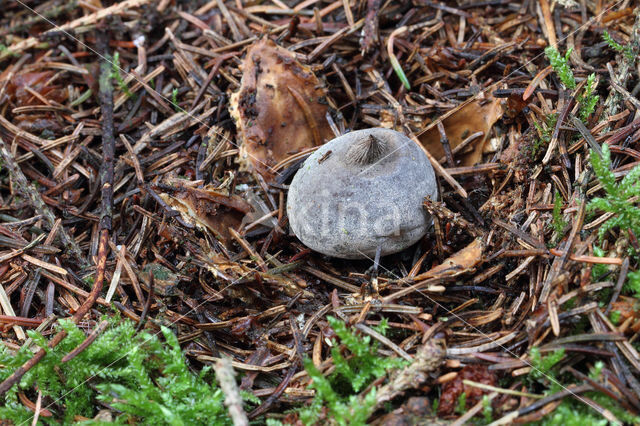 Geastrum pectinatum