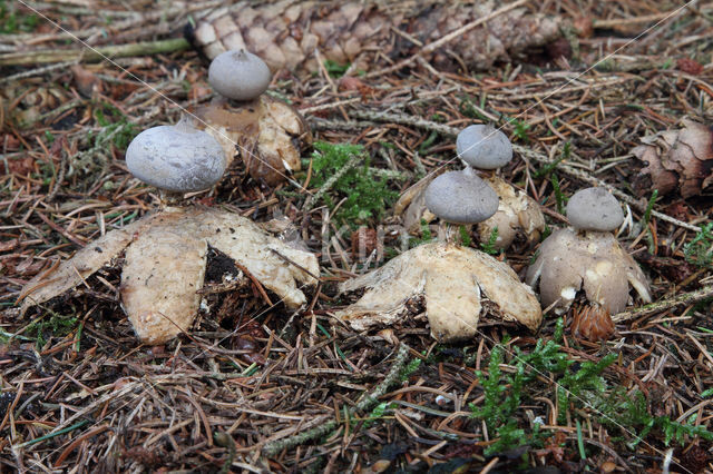 Geastrum pectinatum