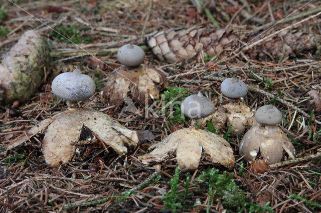 Grote aardster (Geastrum pectinatum)