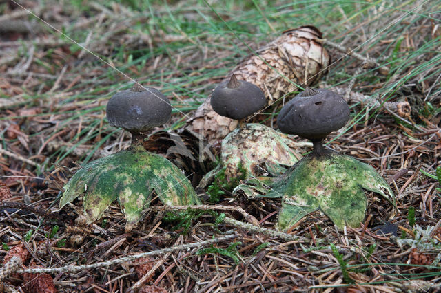 Grote aardster (Geastrum pectinatum)