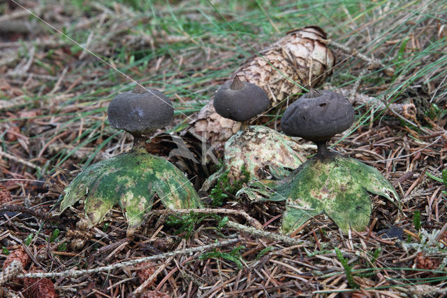 Grote aardster (Geastrum pectinatum)