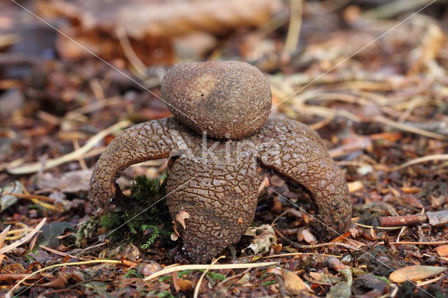 Weerhuisje (Astraeus hygrometricus)