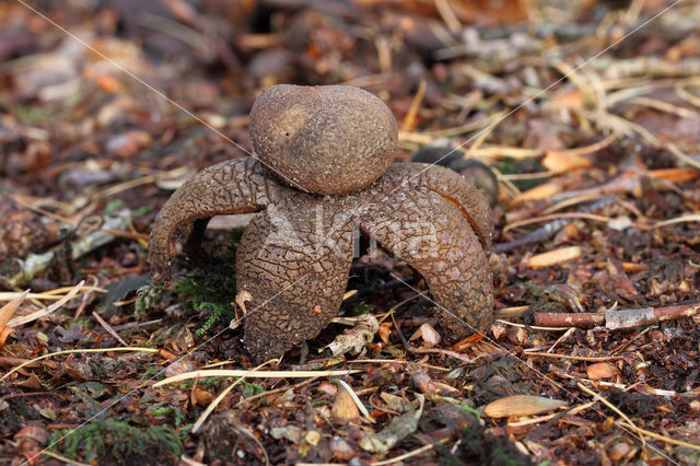 Weerhuisje (Astraeus hygrometricus)