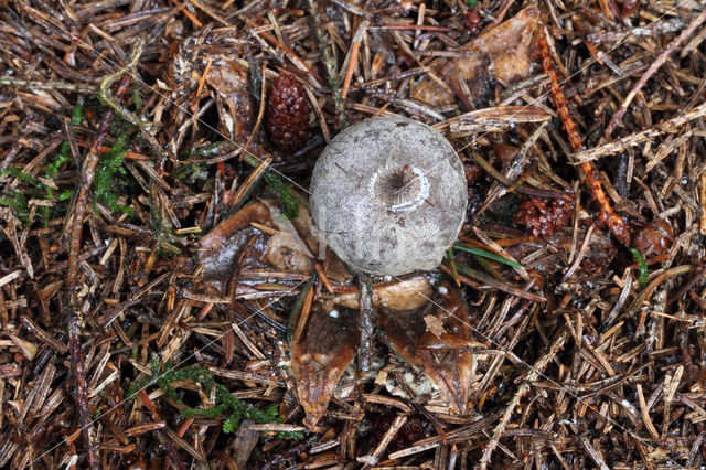 Grote aardster (Geastrum pectinatum)