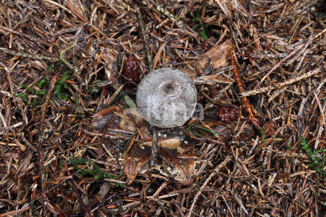 Grote aardster (Geastrum pectinatum)