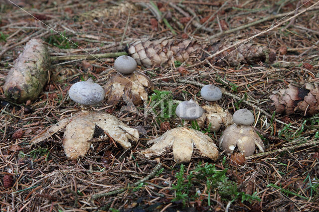 Geastrum pectinatum