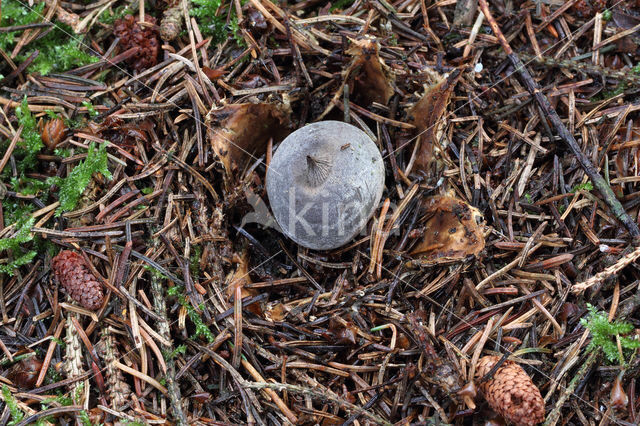 Grote aardster (Geastrum pectinatum)