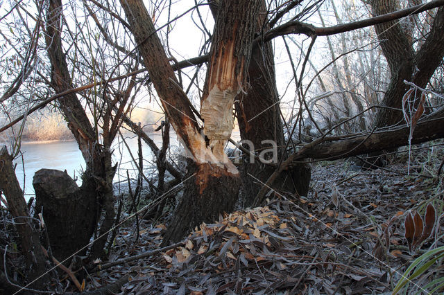 Eurasian beaver (Castor fiber)