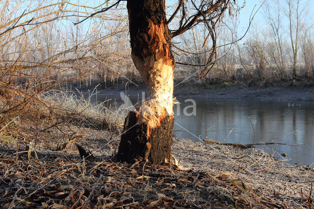 Eurasian beaver (Castor fiber)