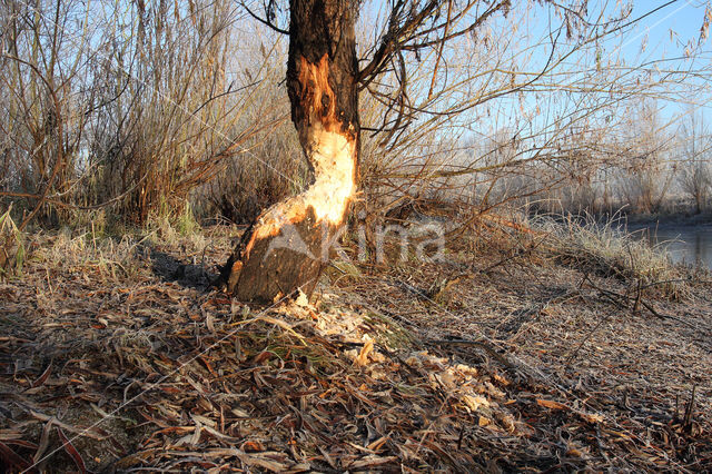 Eurasian beaver (Castor fiber)