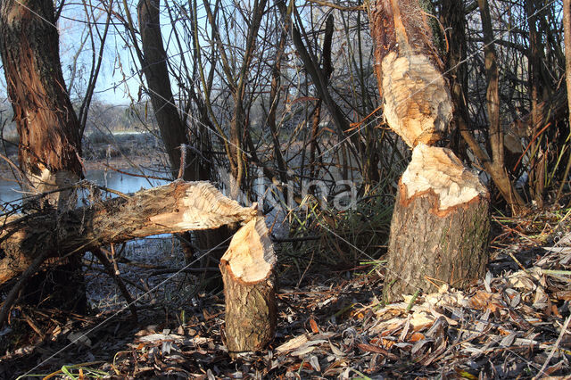 Eurasian beaver (Castor fiber)