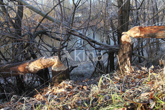 Eurasian beaver (Castor fiber)