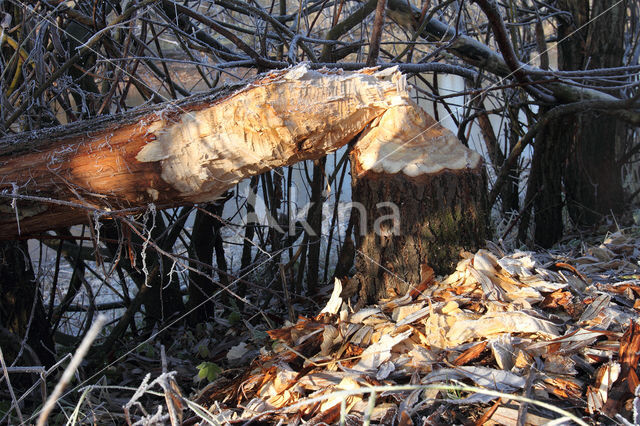 Eurasian beaver (Castor fiber)