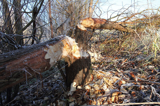 Eurasian beaver (Castor fiber)