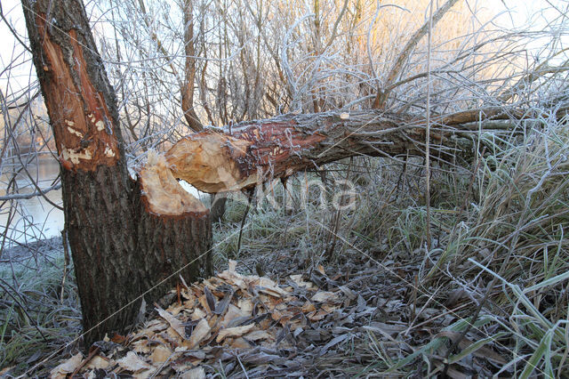 Eurasian beaver (Castor fiber)