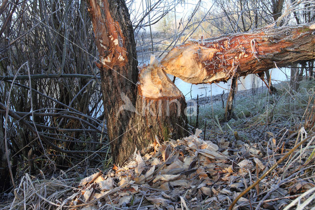 Eurasian beaver (Castor fiber)