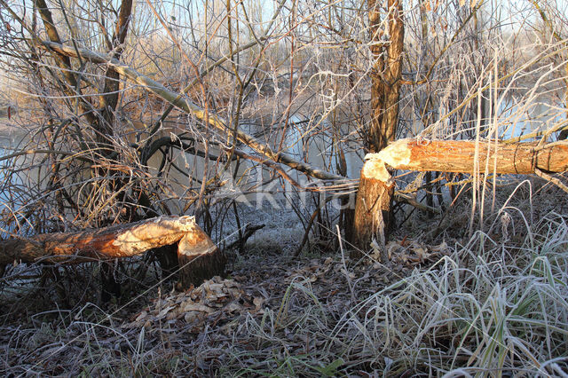 Europese bever (Castor fiber)