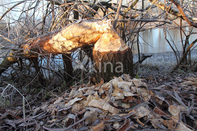 Europese bever (Castor fiber)