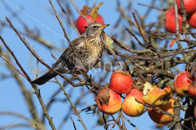 Fieldfare (Turdus pilaris)