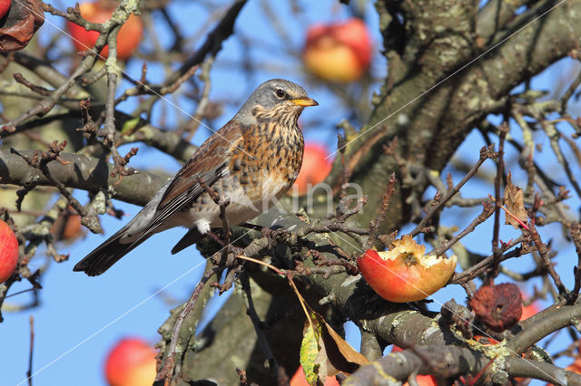 Fieldfare (Turdus pilaris)